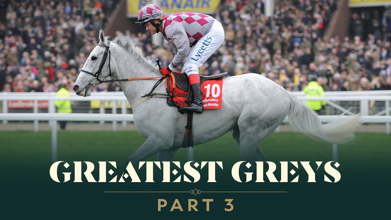 GREATEST GREY JUMPS HORSES PART 3
