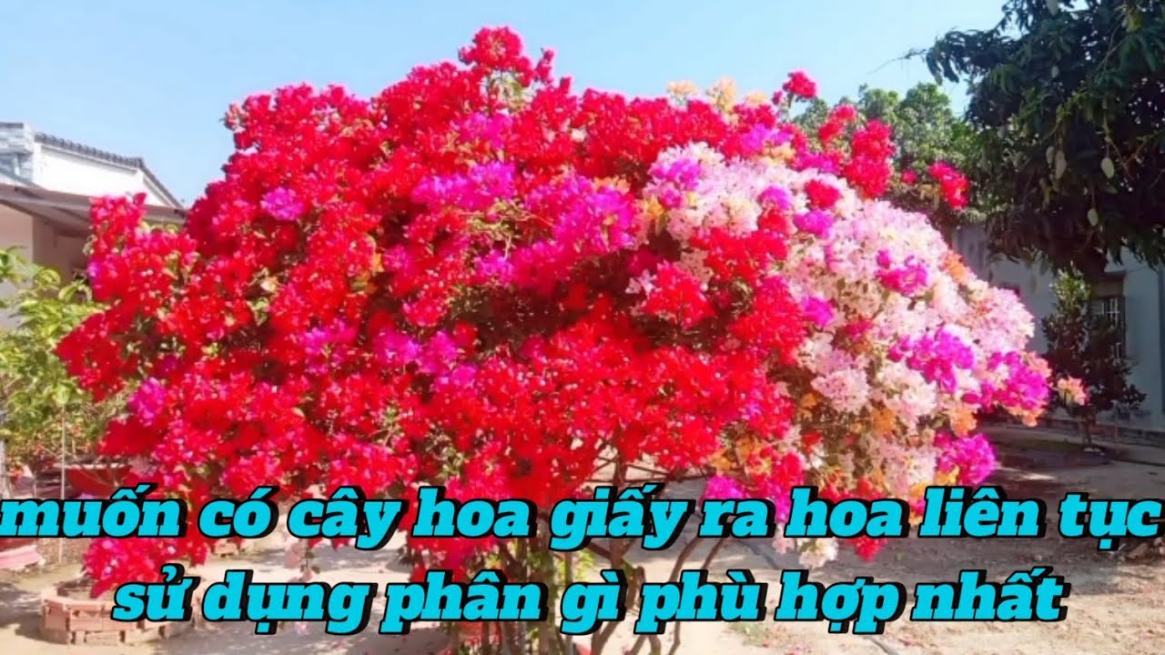Muốn có cây hoa giấy ra hoa liên tục sử dụng phân gì phù hợp nhất bón phân hoa giấy ra hoa quanh năm