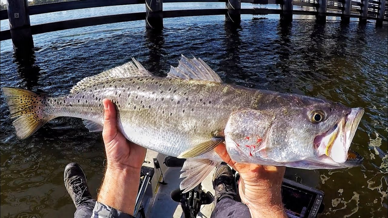I Witnessed a Massive Trout Migration! (Yak Fishing the River)