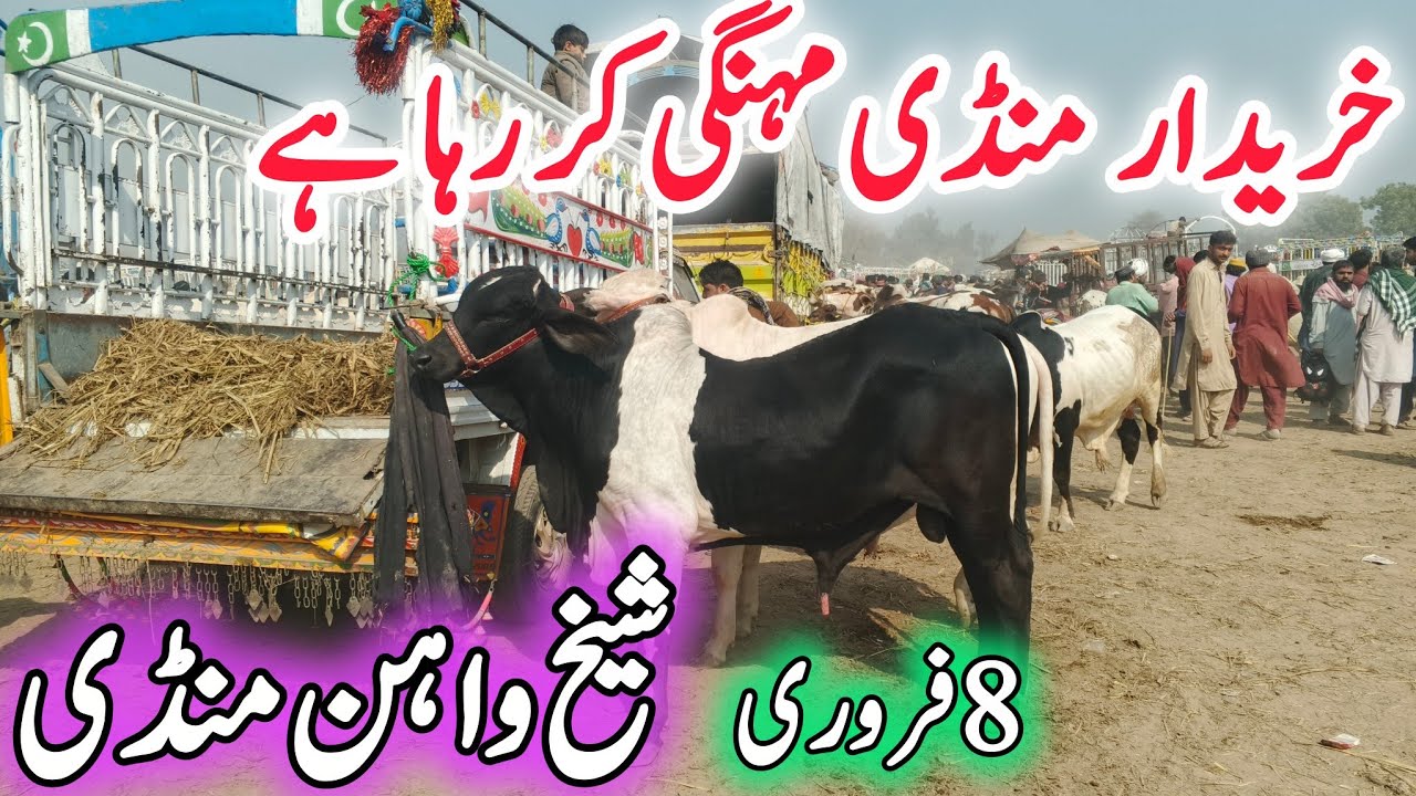 Today Sheikwahan COW Mandi video Update |cholistani Ablak Nukra Gulabi Barhman Bachre | 8 February 