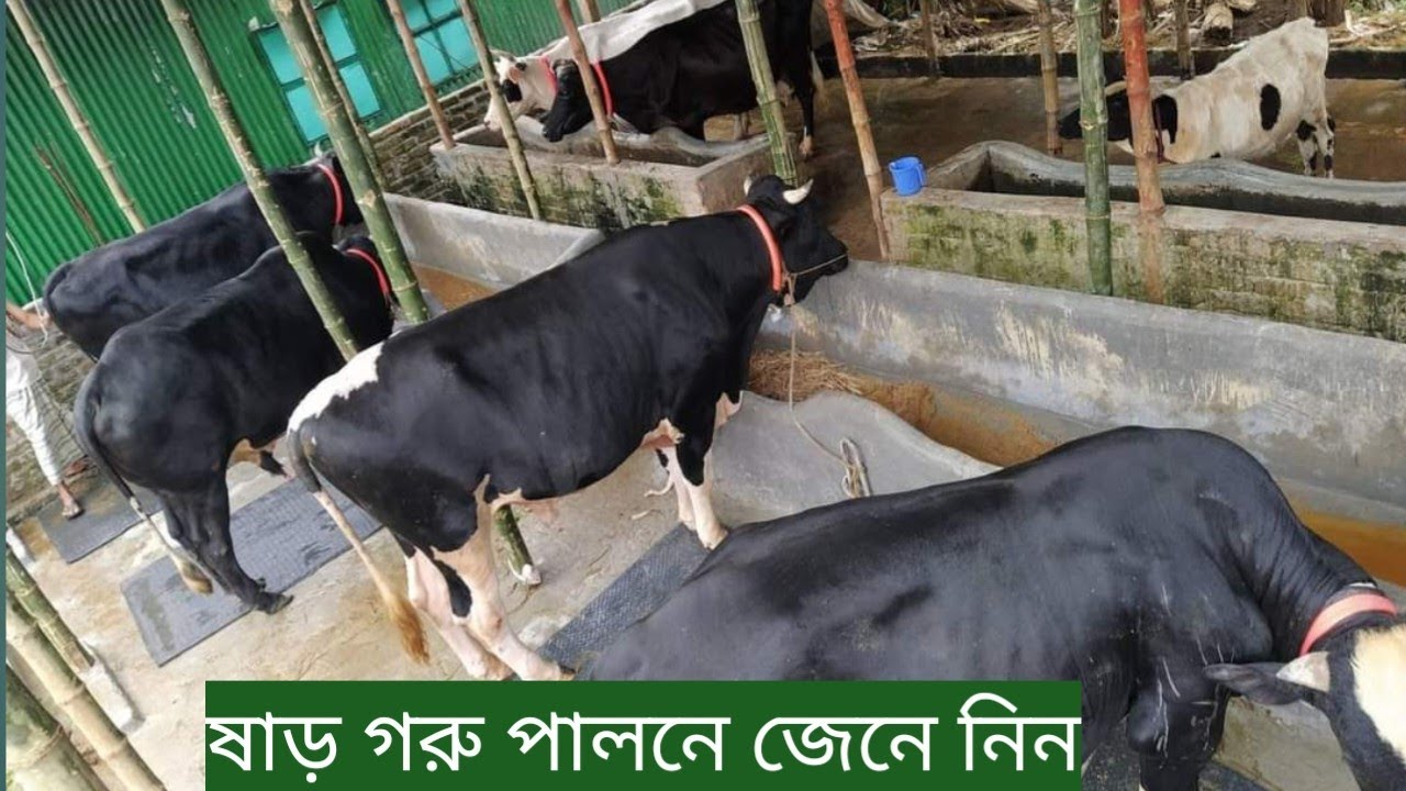 ষাড় পালনে জেনে নিন,,,