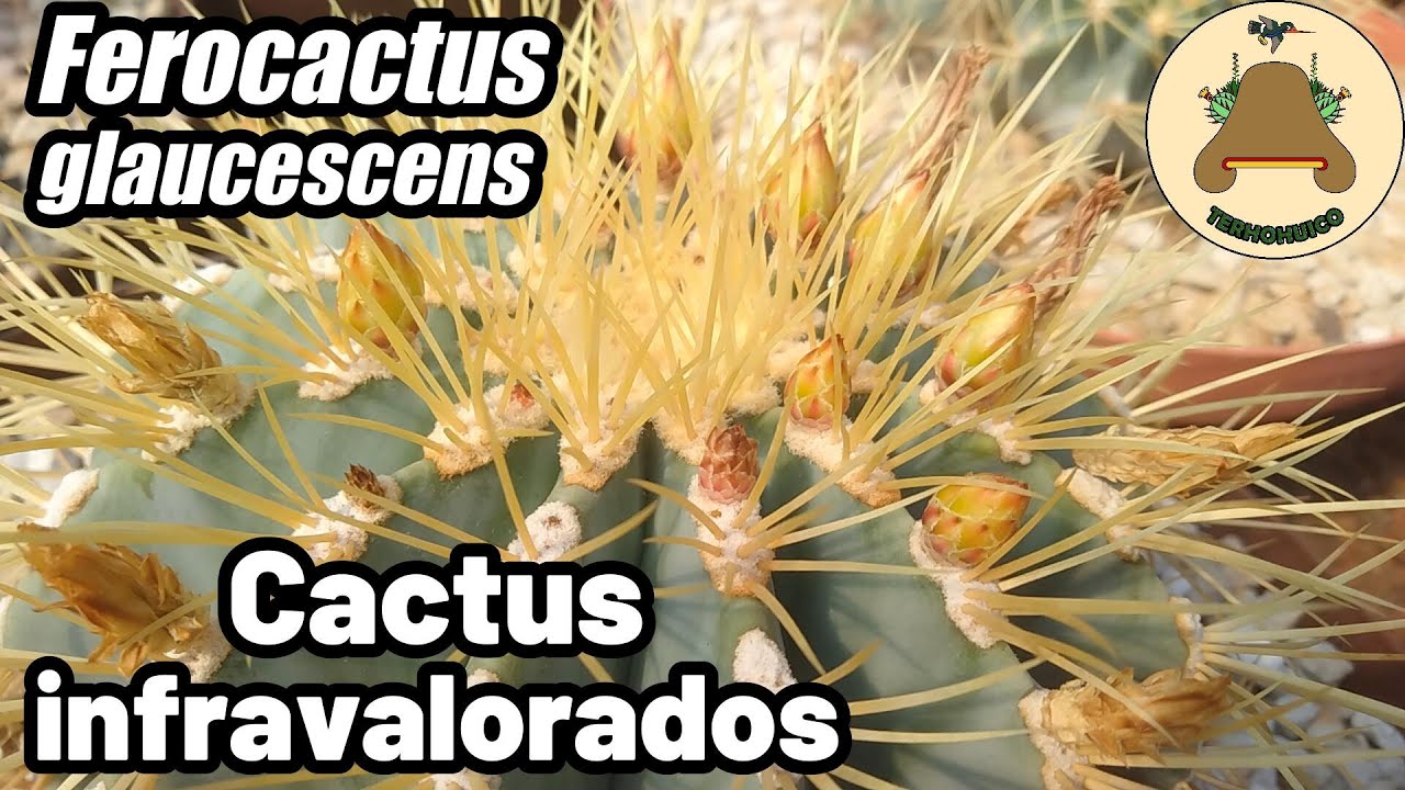 Los cactus infravalorados. Episodio 03: Ferocactus glaucescens
