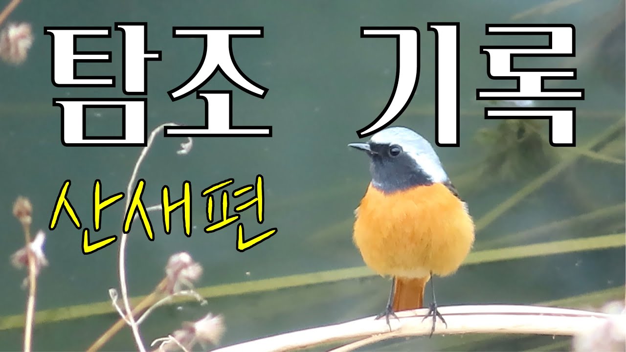 새슐랭의 탐조기록 산새편 Sp.002