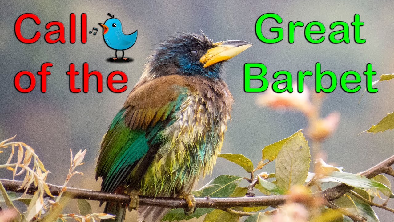 Call of the Great Barbet I Enjoy this beauty from Uttarakhand #barbet #birdcalls #birdwatching