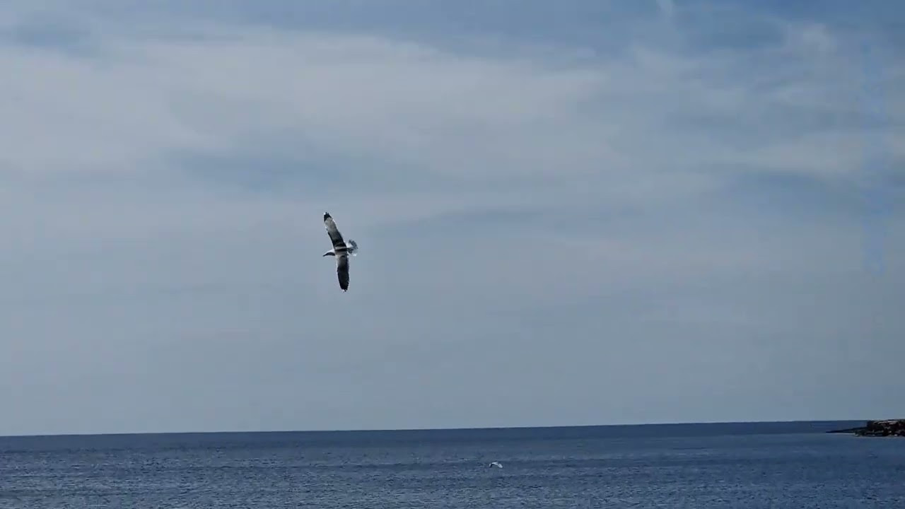 Favignana: il richiamo dei gabbiani... nell'isola