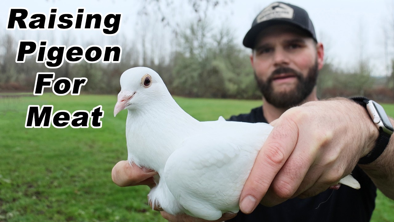 Raising Pigeons for Food & Cooking Pigeon J&auml;gerschnitzel | Day 16 Homegrown Challenge - Shawn Woods