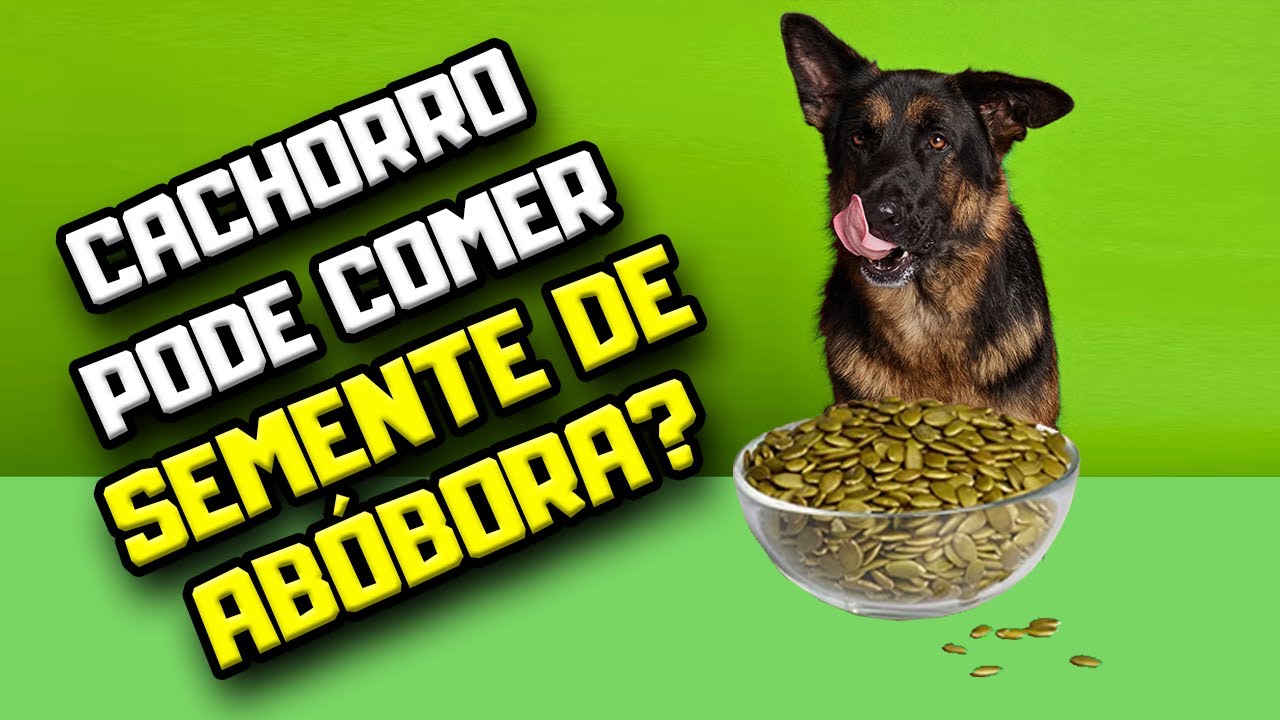 Cachorro pode comer semente de abóbora? | Dr. Edgard Gomes | Alimentação natural para Cães