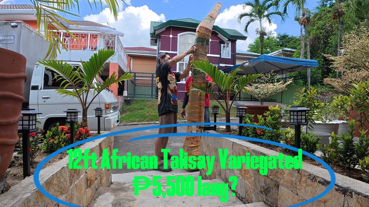 12ft African Talisay Variegated 5,500 lang?
