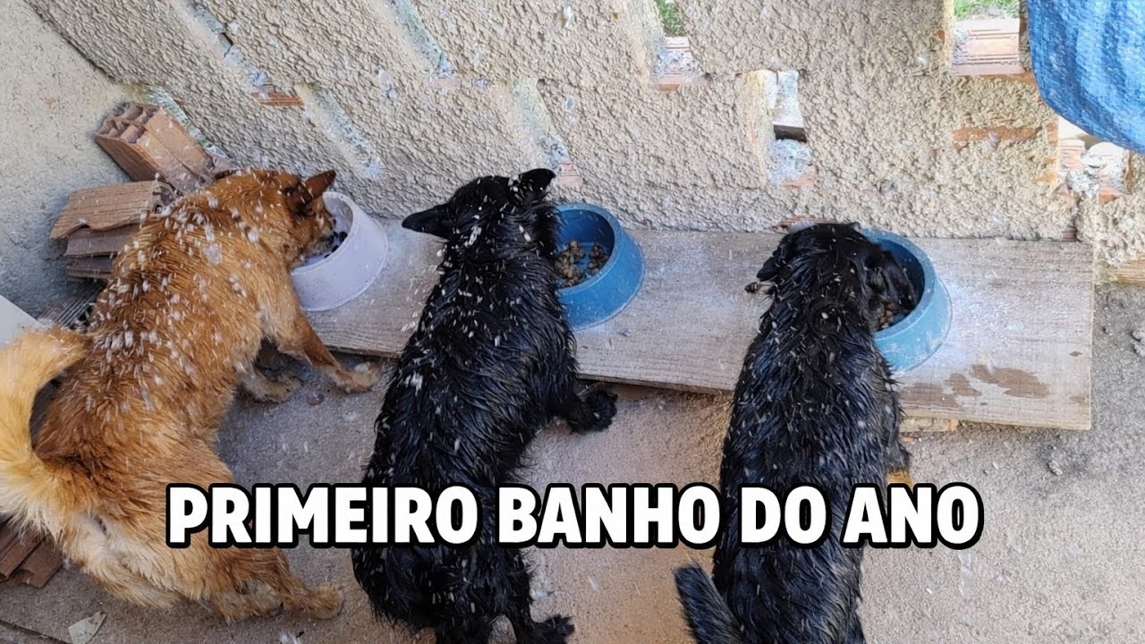 HOJE FOI O PRIMEIRO BANHO DO ANO DAS MENINAS 🚿🧼