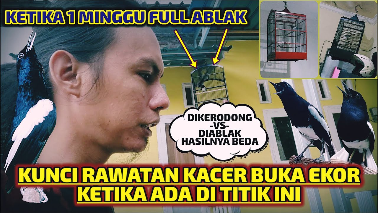 INI PEMAHAMAN DASAR AGAR KACER TETAP GACOR DAN BUKA EKOR NGOBRA