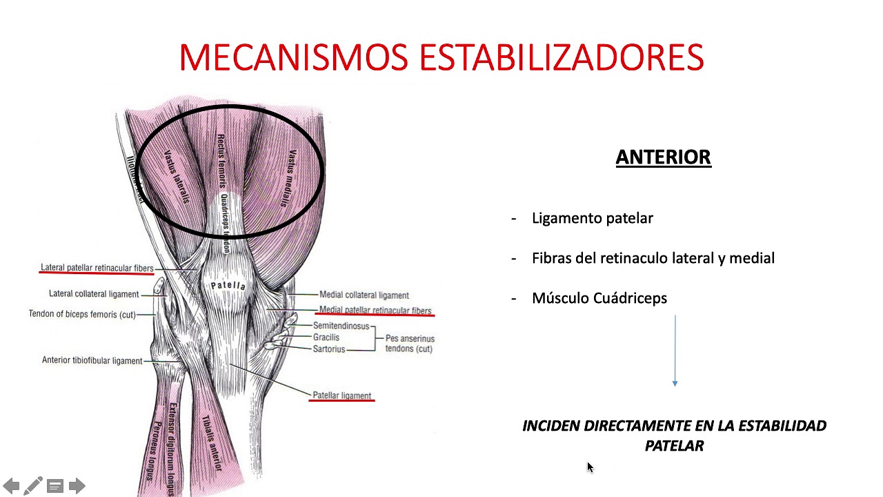 Biomecánica y Función del complejo articular de la Rodilla II