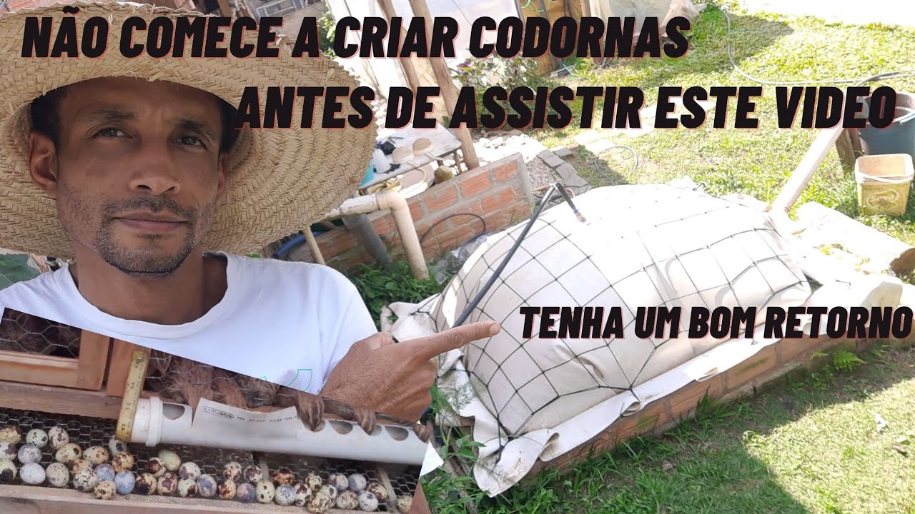 LUCRO muito Bom-BIODIGESTOR com CODORNAS-receita Perfeita @TILAPIAMinhaVida #sustentabilidade