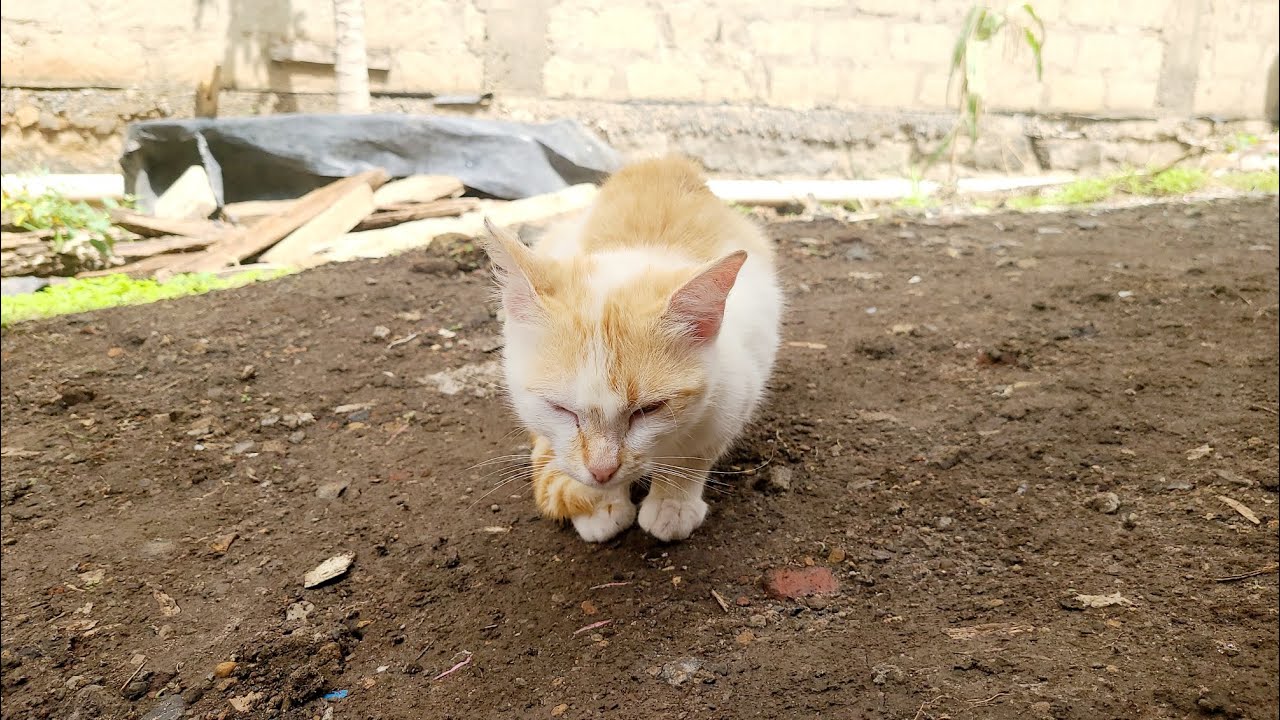 Adorable LOVE CAT 😻 just existing, CAT LIFE 🐈 