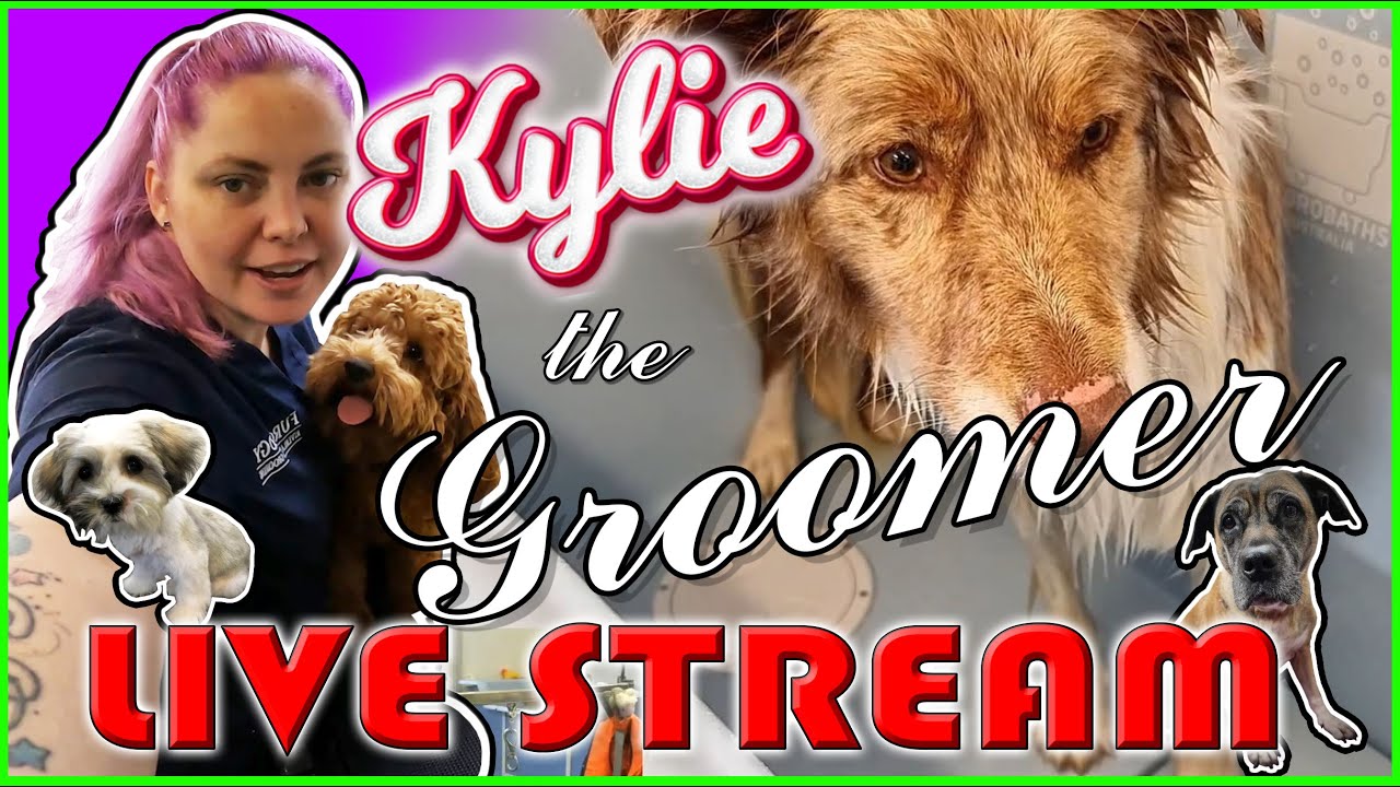 Kylie the Groomer Live stream