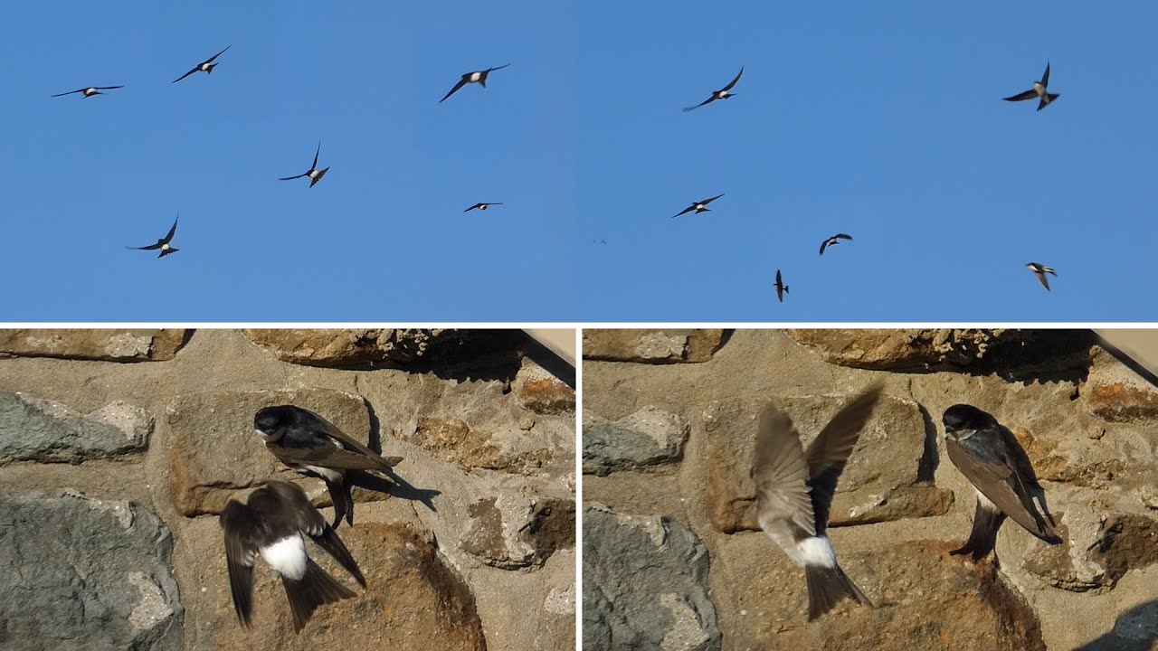 House Martin Calls and Nest Site