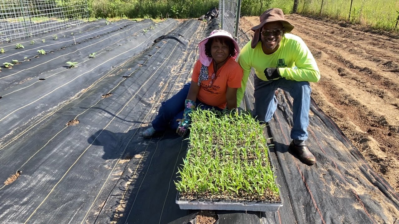 EASY WAY To Grow Corn - This Works For Us Every Time!