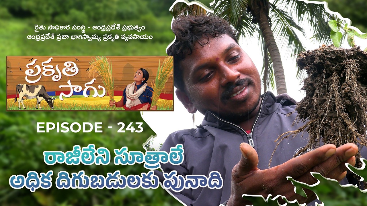 E243 | రాజీలేని సూత్రాలే అధిక దిగుబడులకు పునాది | బి. రంగస్వామి | కర్నూలు జిల్లా