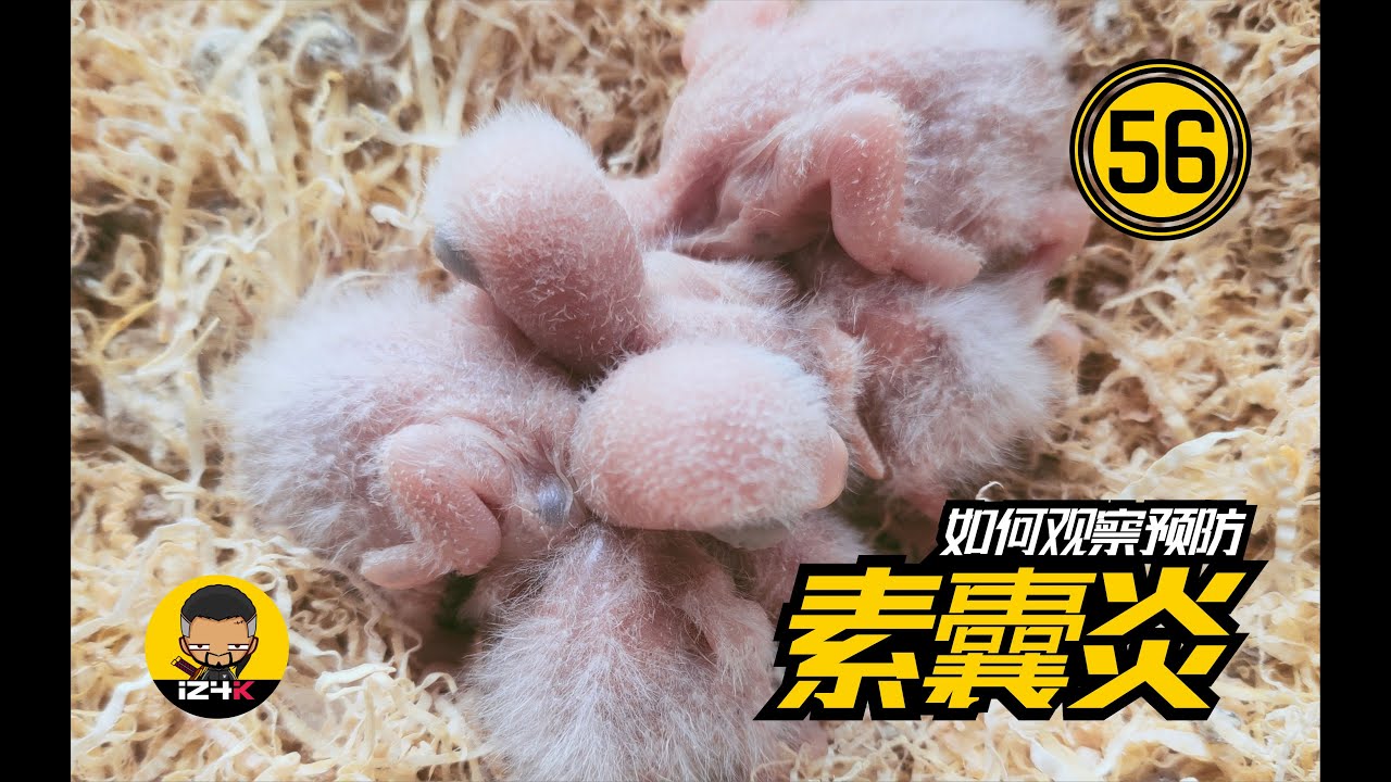 如何观察&预防素囊炎【#55】手养鹦鹉【疾病系列】雏鸟最常见的疾病之一~蒙古大夫说：观察很重要！ | 鹦鹉饲养 |  鹦鹉训练 |