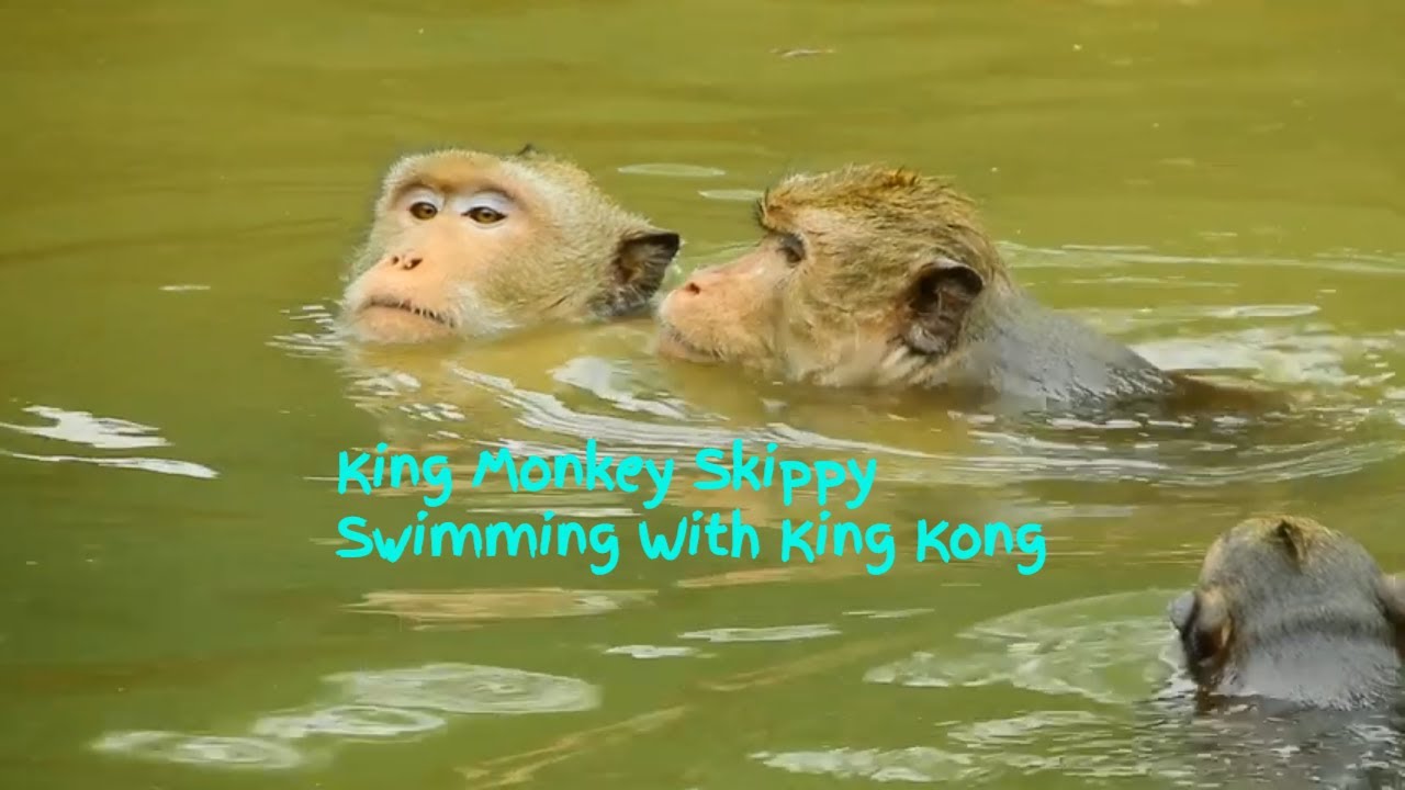 Wow..!! Skippy  King Monkey Swimming With Big Brother Number Two King Kong, Welcome Back King Kong