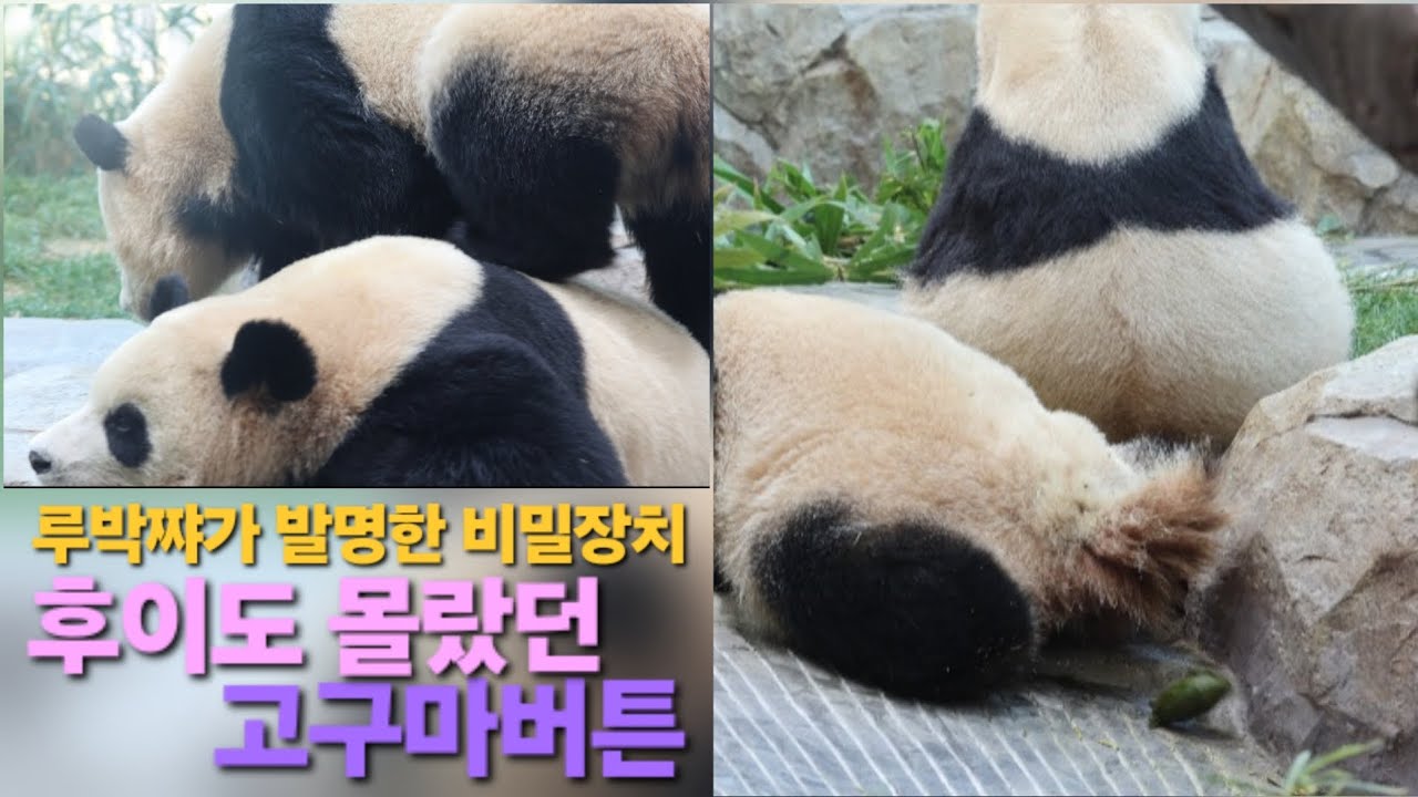 EP.40 꿈꾸는 루이 곁에서 열심히 먹는 후이💕 웅니 등을 밟고 지나가자 루이에게 생긴 일😆🤣 #루이바오 #후이바오 #푸바오 #세컨하우스 #판다월드 #panda 