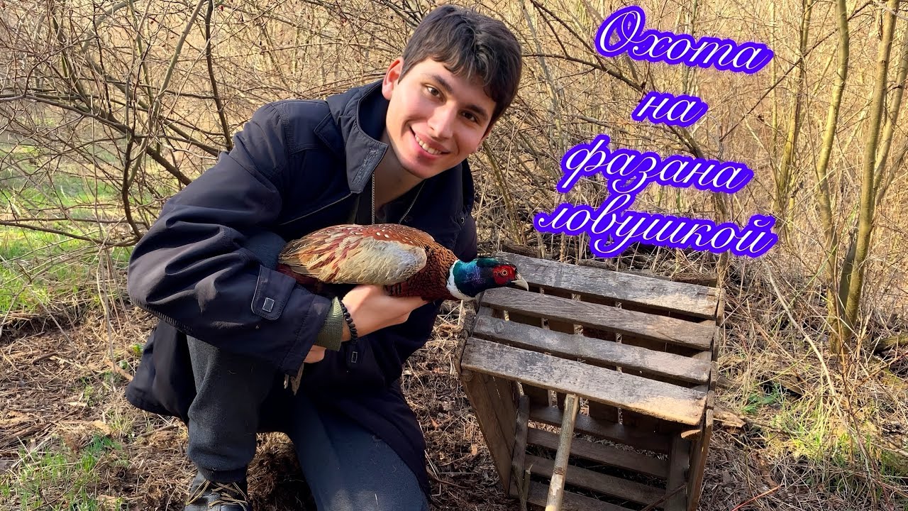 Охота на фазана ловушками!!! Испытание ловушек. Поход в лес.