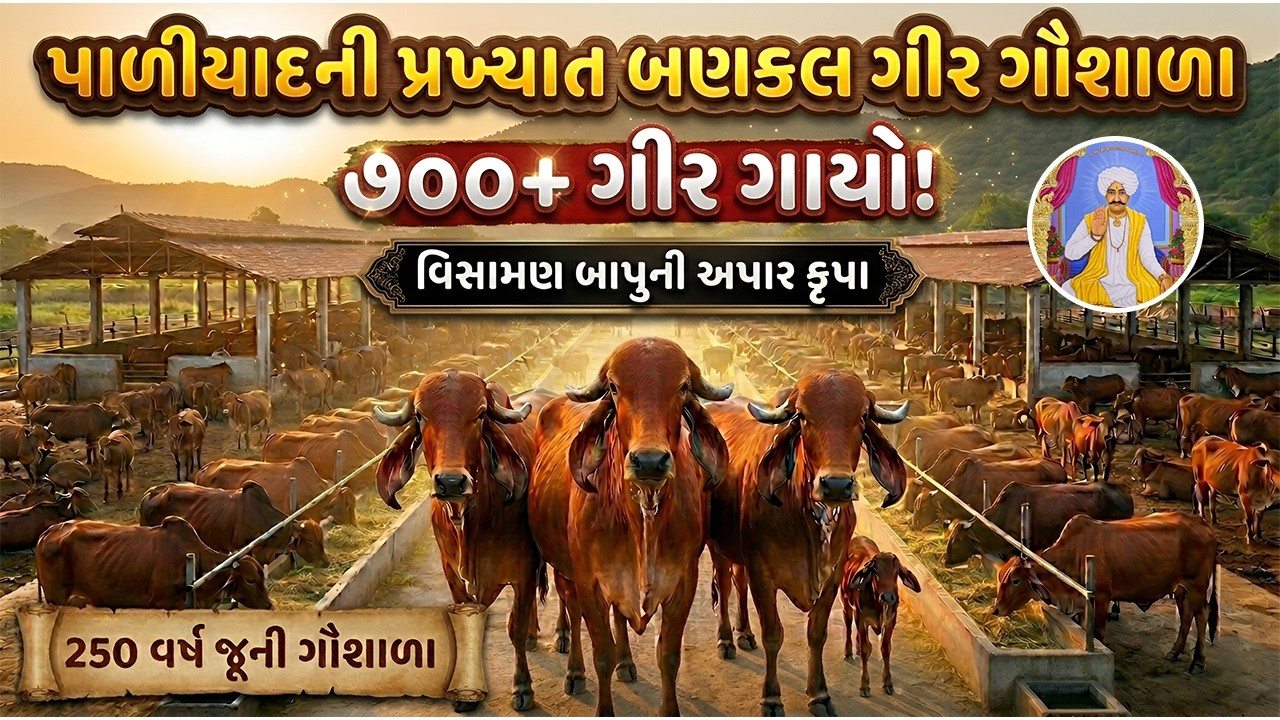પાળીયાદની પ્રખ્યાત બણકલ ગીર ગૌશાળામાં  700 થી વધુ ગીર ગાયો || #ektadairyfarming #paliyad #gircow ||