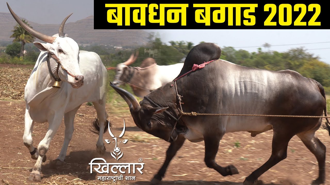 बावधन बगाड 2022 | सोमजाई काळुबाई देवस्थान बावधन | पोपटगिरी गोसावी | Khillar Maharashtrachi Shaan