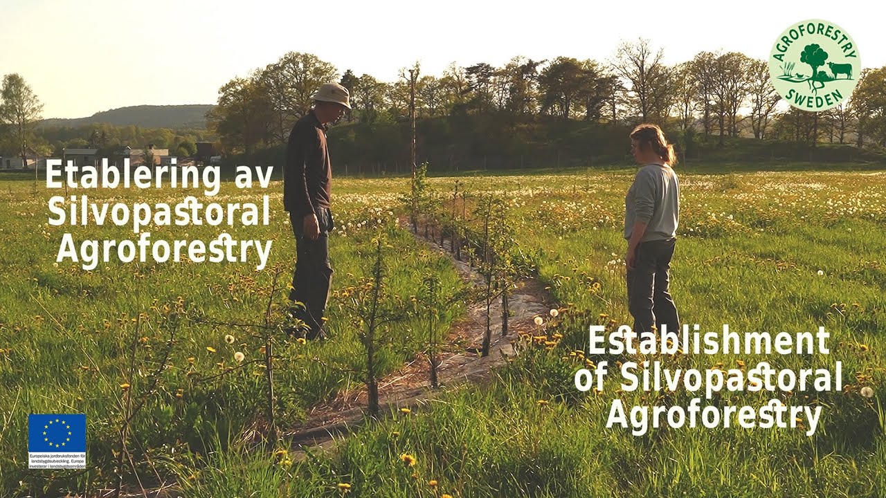Agroforestry: establishing a Silvopastoral system with cows, hens, nut and fruit alleys, Sweden.