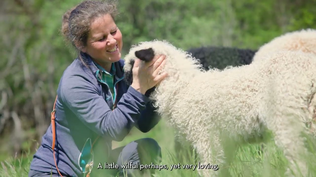 Small, frugal and cuddly – Valais blacknose sheep