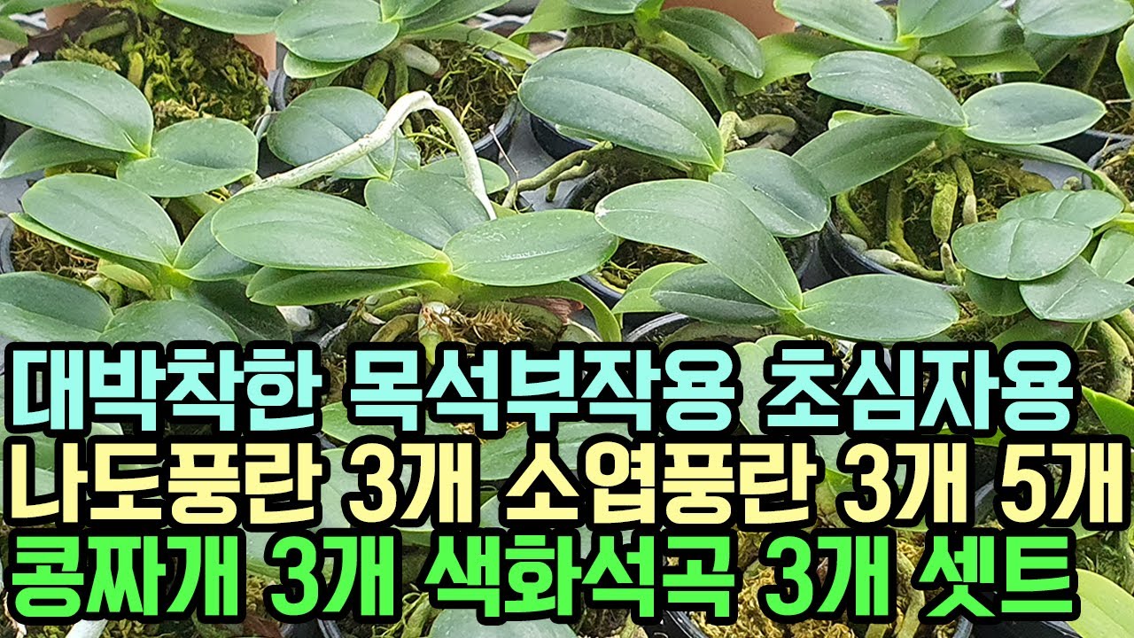 대박착한 목석부작용 초심자용 나도풍란 3개 소엽풍란 5개 3개 콩짜개 3개 색화석곡 3개 셋트 (풍란부귀란) [꽃밭에서 난원]난테크 재테크 식테크 초특가 춘란 orchid 반려식물