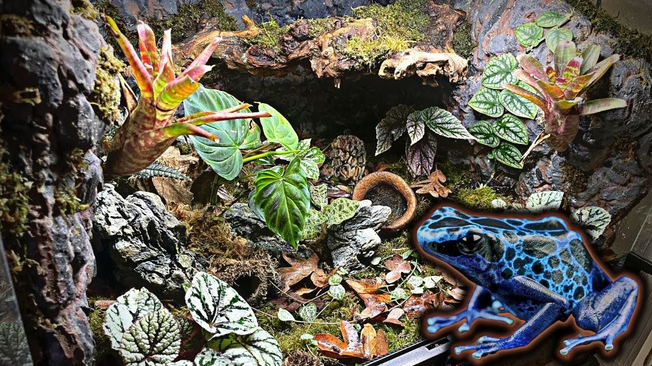 Poison Dart Frog Bioactive Vivarium Tutorial *Azures Tinctorius*