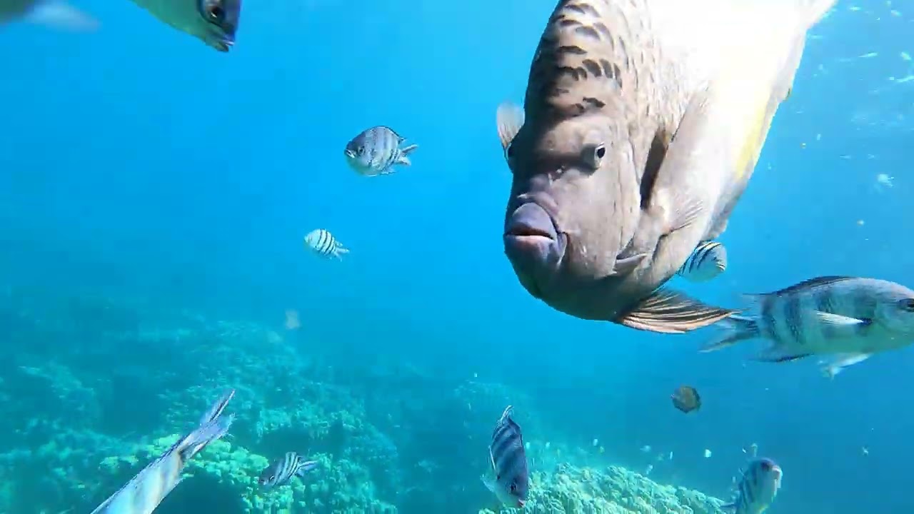 🤿 Schnorcheln Rotes Meer Hurghada &ndash; Ein unvergessliches Erlebnis mit Sea Life for Diving