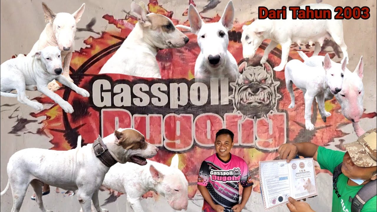 GREBEK KANDANG ANJING BULL TERRIER TEAM GASSPOLL DUGONG TASIKMALAYA | MILIK AA BOIM | PORBI | HIPARU