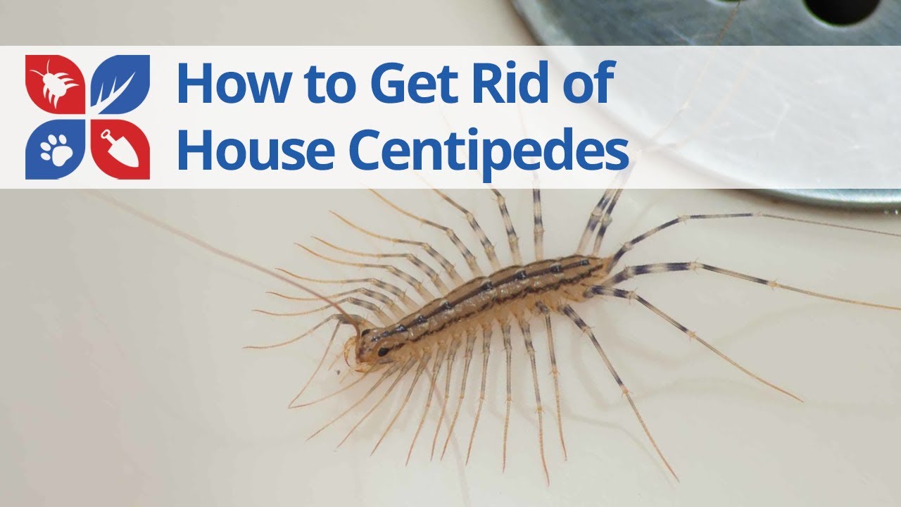 House Centipede Treatment | DoMyOwn.com