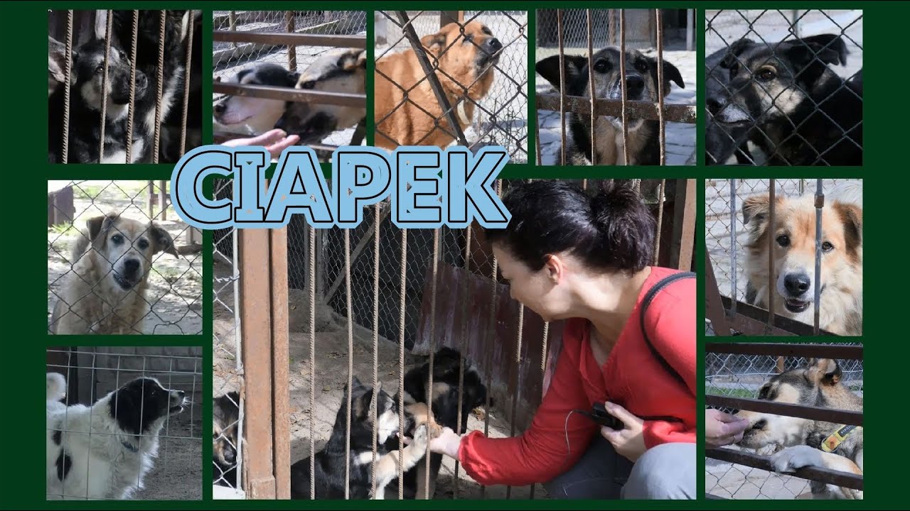Ciapek - Schronisko dla Bezdomnych Zwierząt w Hajnówce