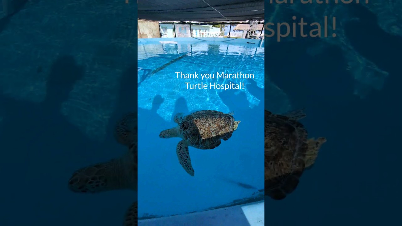 Visit the Marathon Turtle Hospital in the Florida Keys! #florida #floridakeys #seaturtles #rvlife