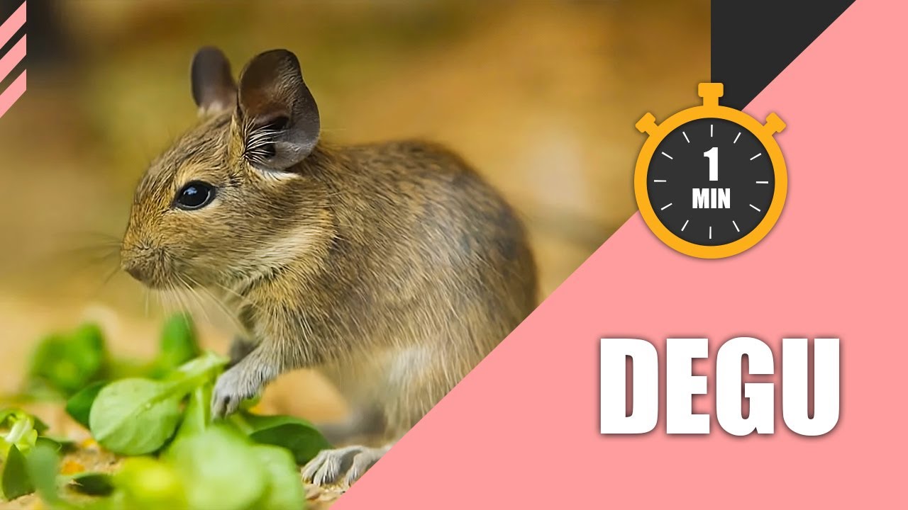 Unlock the Secrets to a Happy Degu - in Just 1 Minute! 🐭 | 1 Minute Pet Talk ⏰