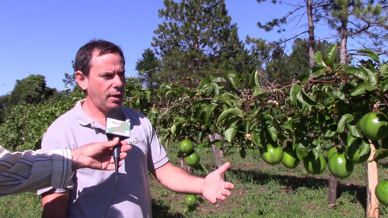 Emprendimiento El Mortero: Producción de Maracuyá.