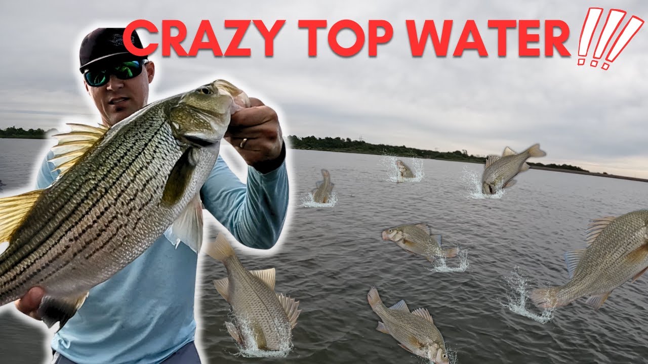 White Perch and Hybrid Bass Fishing -  Surfacing Everywhere - Sooner Lake Oklahoma