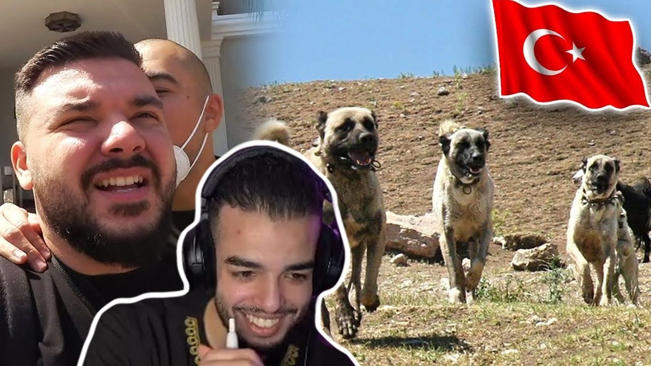 SAMI reagiert auf CanBroke | Hunde greifen uns an