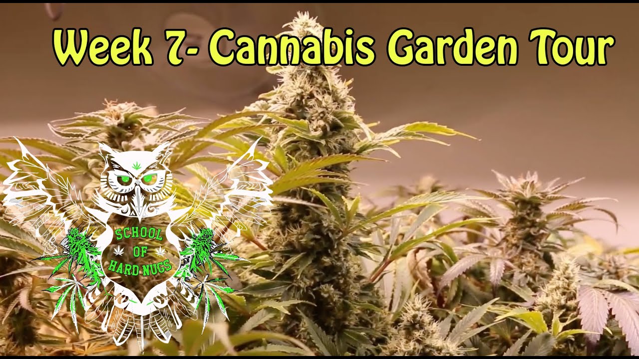 Cannabis Garden Tour - Week 7 Flower | Flushing Weed | Marijuana Garden Tour