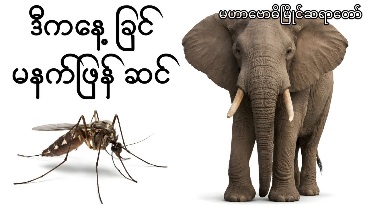 ဒီနေ့ခြင် မနက်ဖြန်ဆင် #မဟာဗောဓိမြိုင်ဆရောတော် #audiobookmm