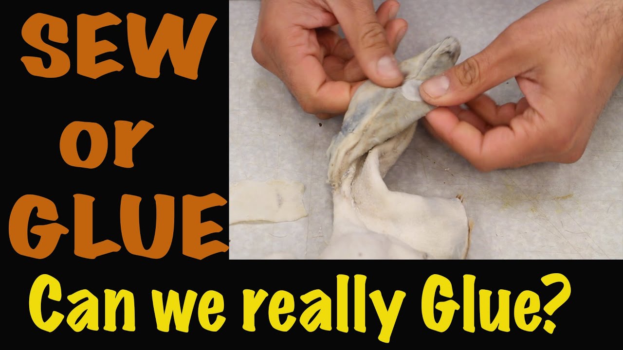 How to repair ear holes. Time saving tip... Art of Taxidermy.
