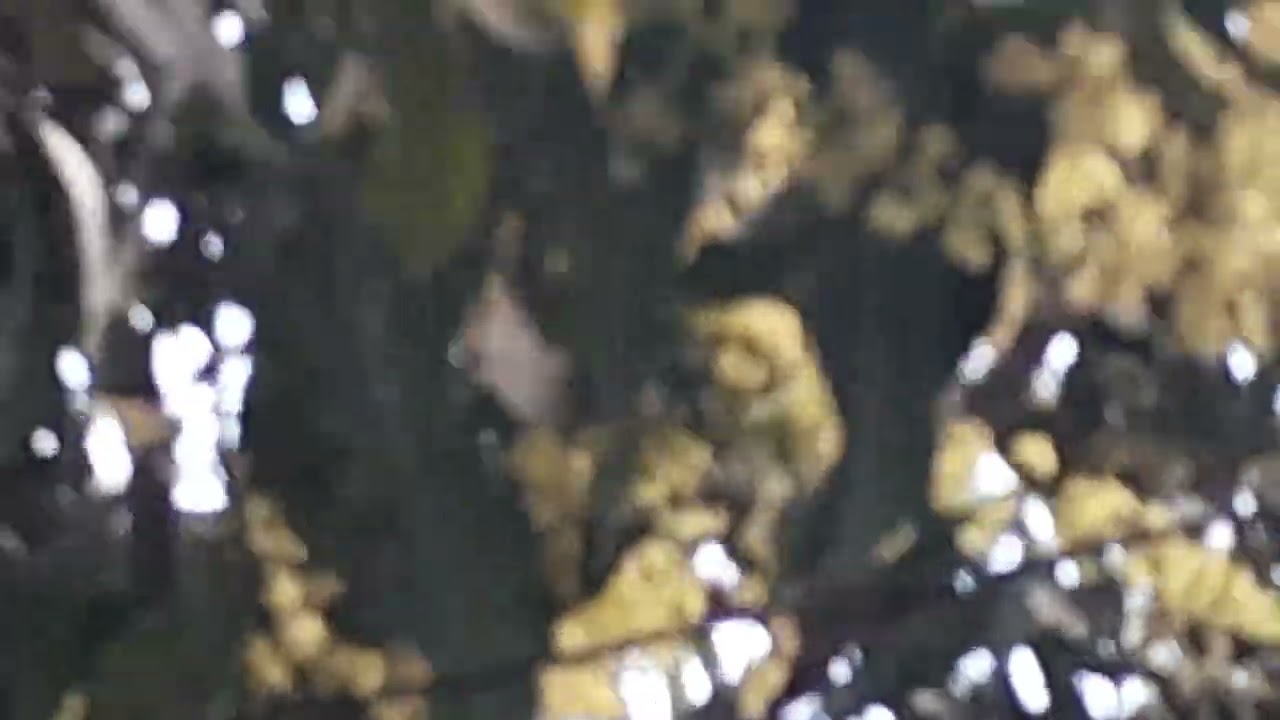 বগেন বিলা ফুল দেখুন।