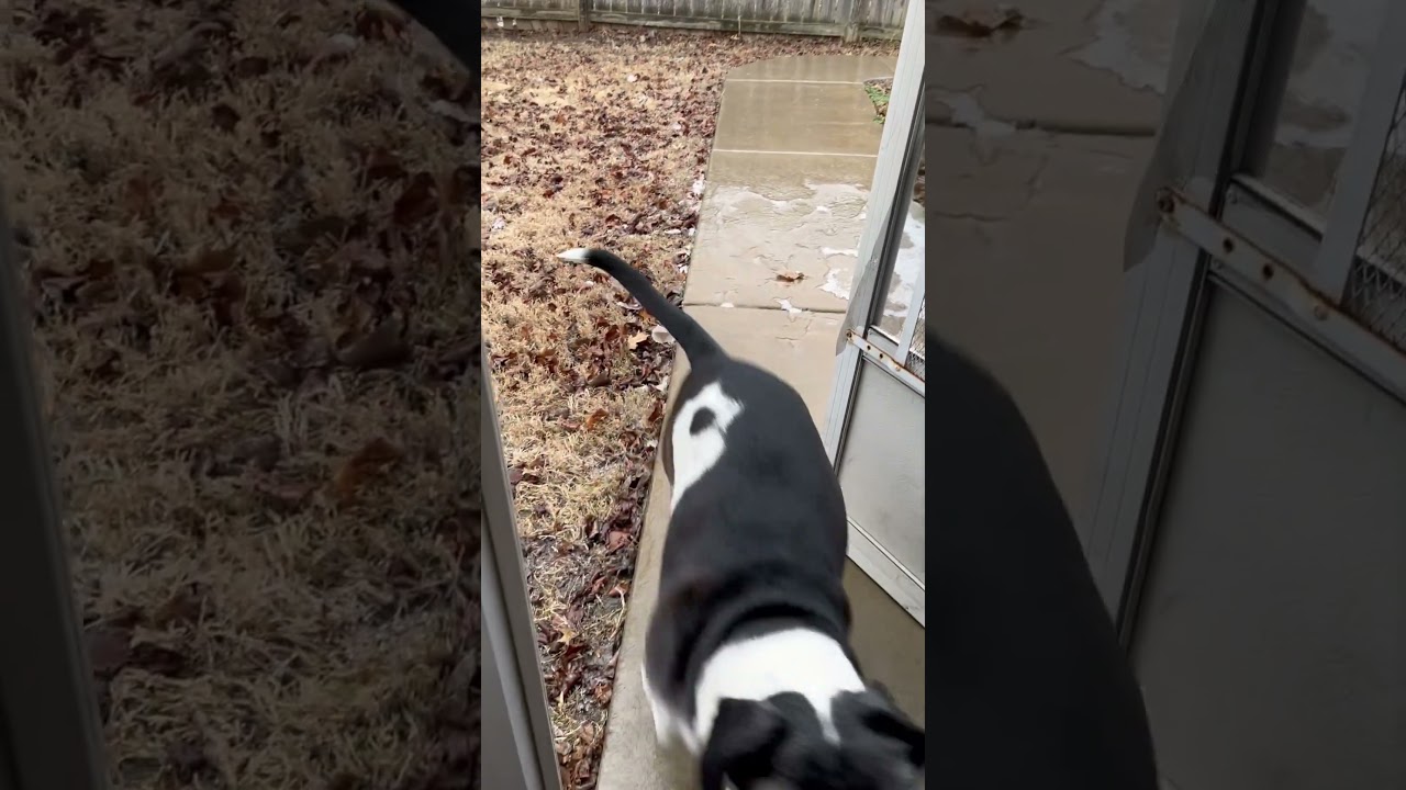 Luna slips on ice😆🤣