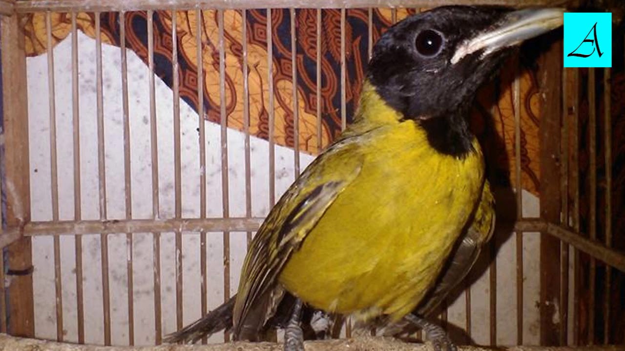 Terbukti ampuh!!!! Masteran Burung Samyong istimewa bikin gacor ngeplong!!!
