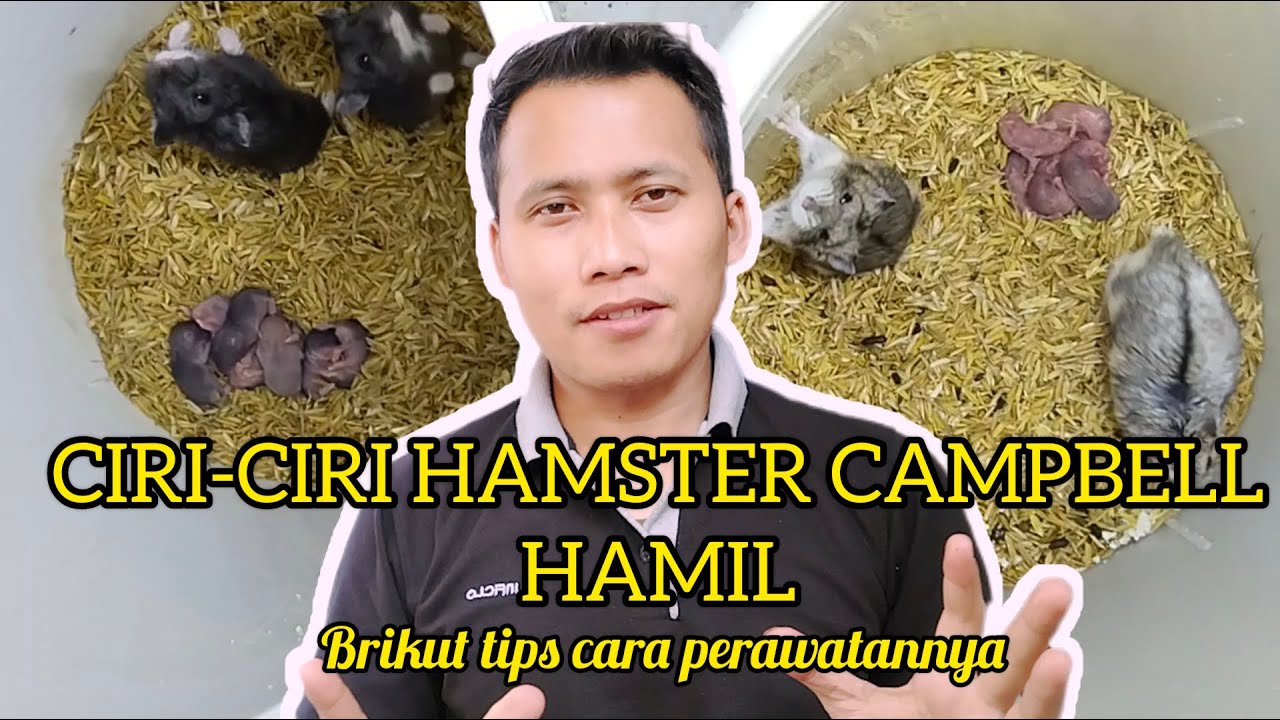 CIRI CIRI HAMSTER CAMPBELL HAMIL | Cara perawatan hamster hamil sampai melahirkan