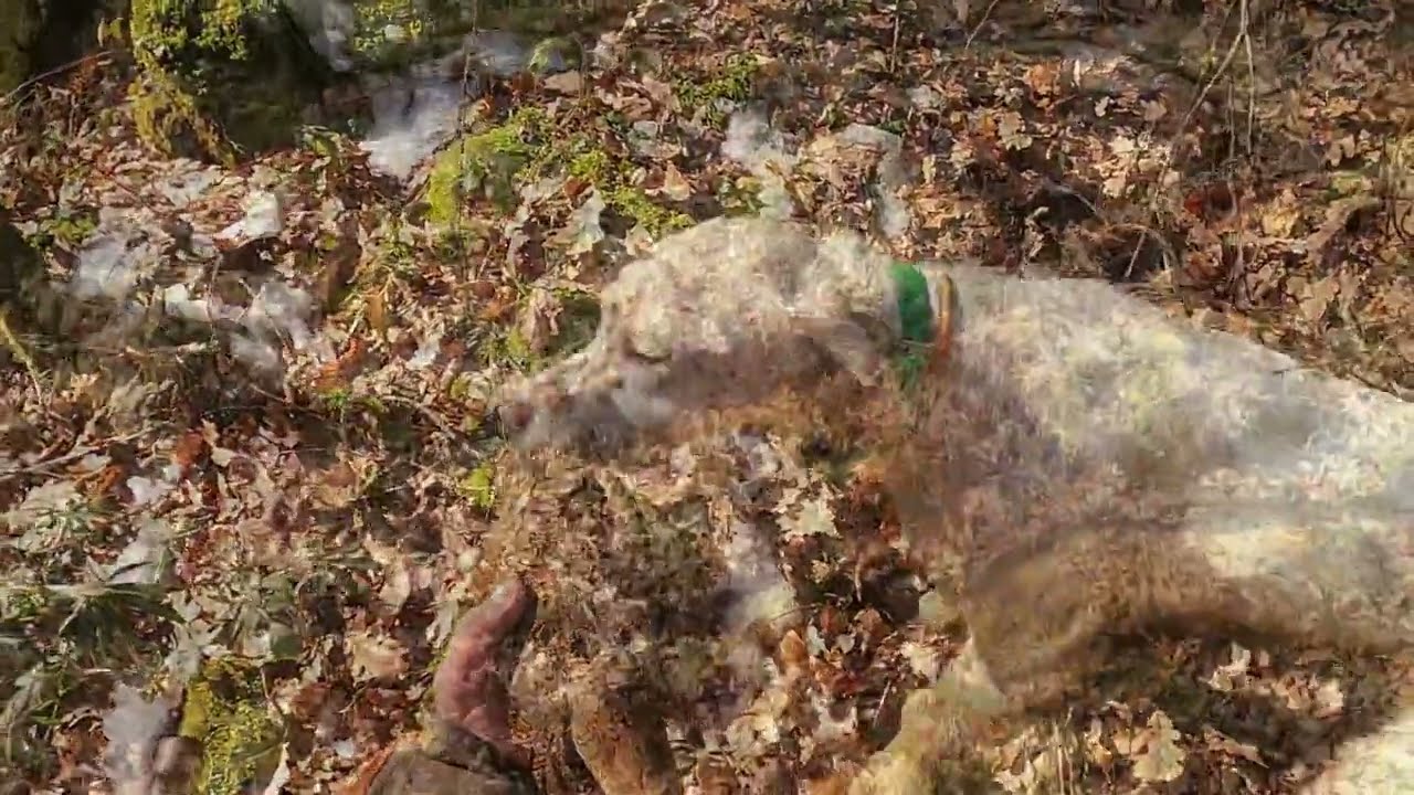 chasse bécasse lexie et sansa . Bel arrêt couché
