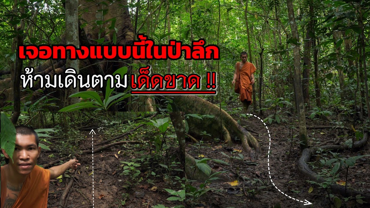 เดินป่า - เดินตามรอยสัต์บนทางด่าน แต่ไปเจอโป่งลับกลางป่าลึกโดยบังเอิญ เสี่ยงสุดๆ เสียงป่าสะอื้น
