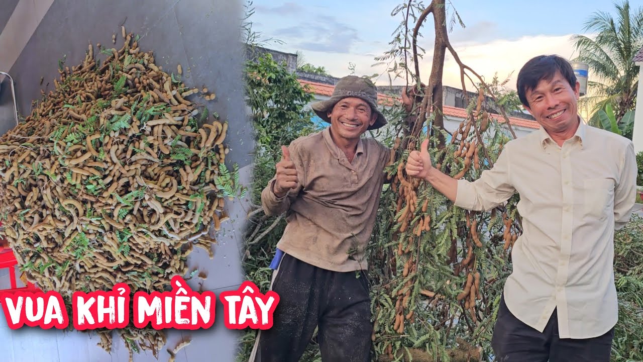 Vua Khỉ cưa tỉa cành cây Me trên 500kg trái quá khủng.
